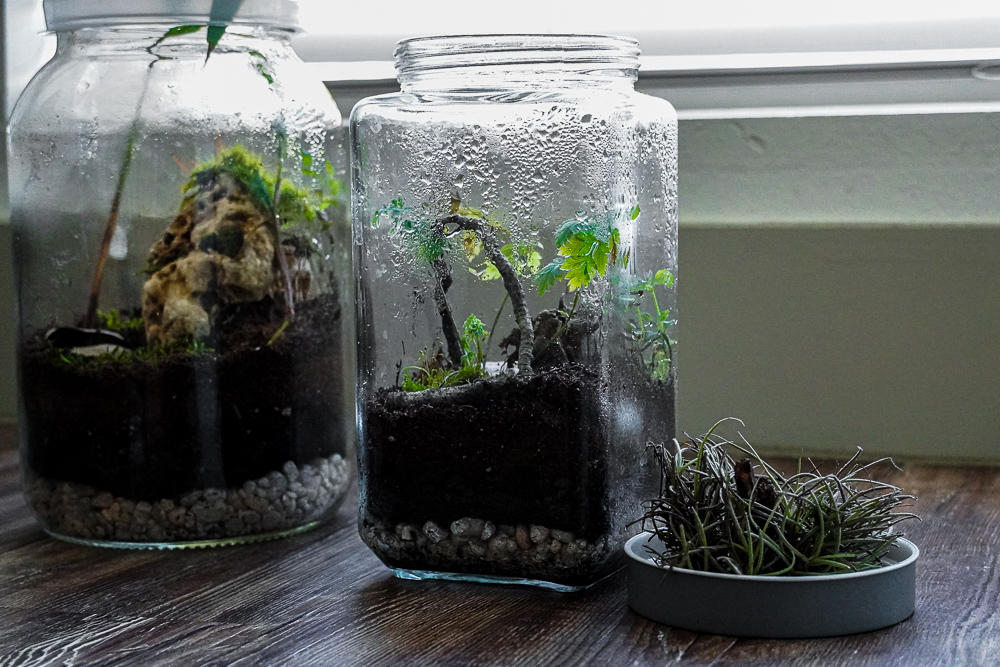 Your very own self-sustained micro-ecosystem